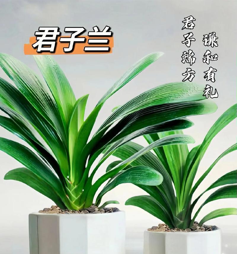 君子兰金龙牙的养护和管理要点是什么？如何保持其健康？