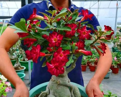 不开花的玫瑰花属于哪种品种？