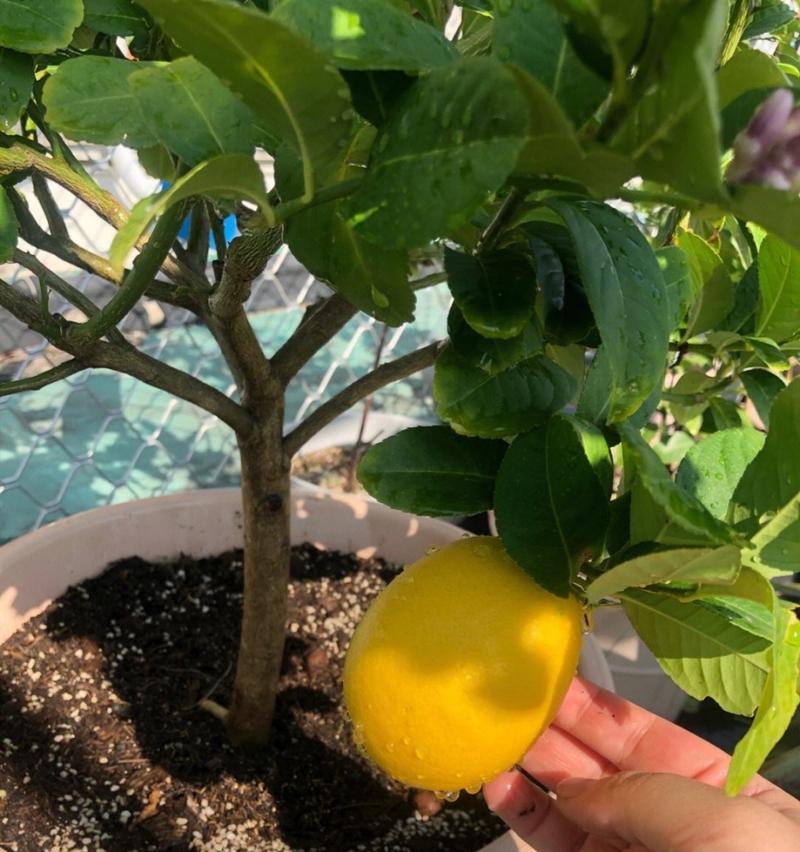 柠檬种植的正确步骤是什么？