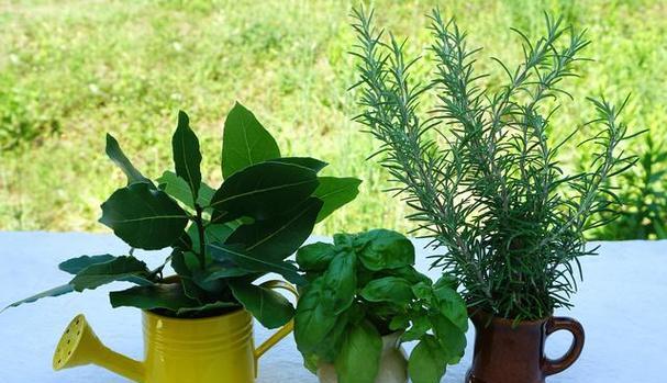 种什么植物可以驱蚊？哪些植物有驱蚊效果？