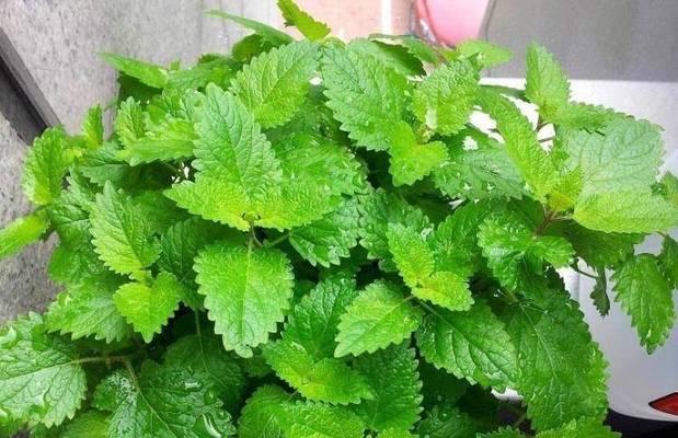 种什么植物可以驱蚊？哪些植物有驱蚊效果？