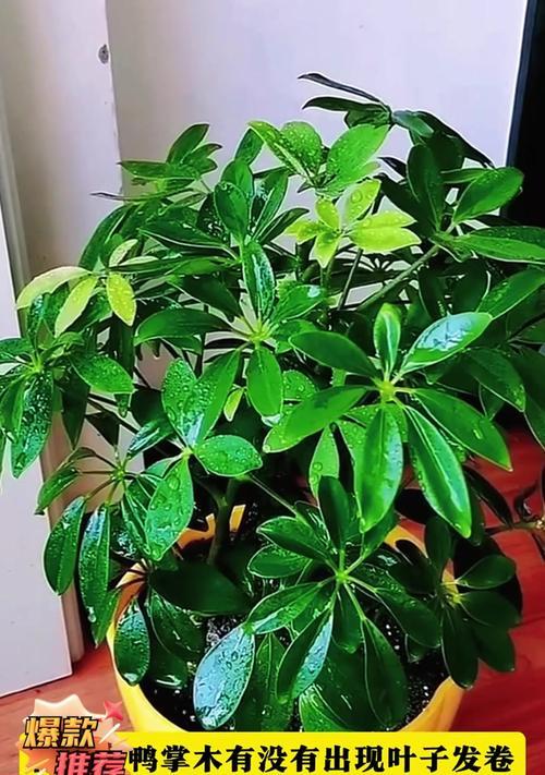 鸭掌木枯萎是什么原因？如何防止鸭掌木枯萎？