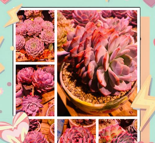 多肉植物对土壤有什么特殊要求？如何配制适合的土壤？
