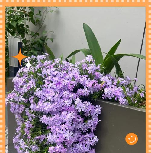 哪些花卉生长迅速且外观美丽？养护技巧有哪些？