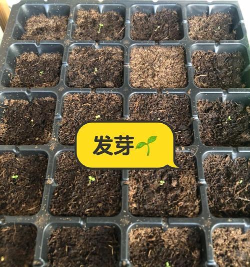 矮牵牛适合哪种土壤？怎样选择合适的种植土？