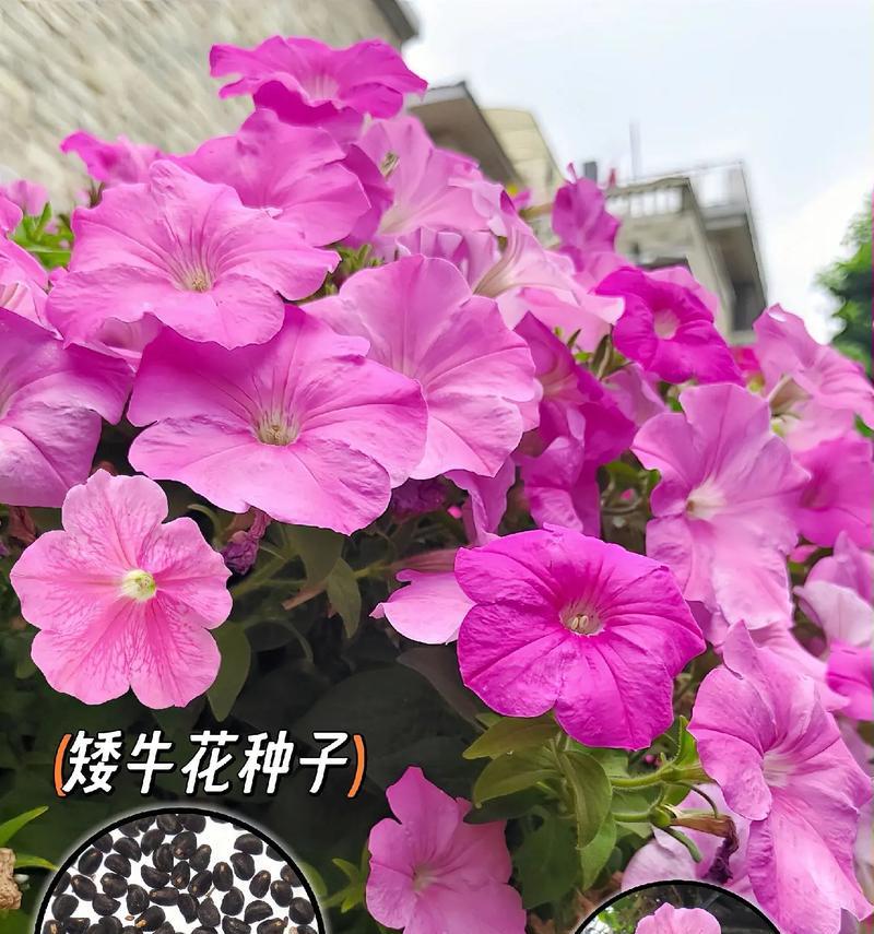 矮牵牛适合哪种土壤？怎样选择合适的种植土？