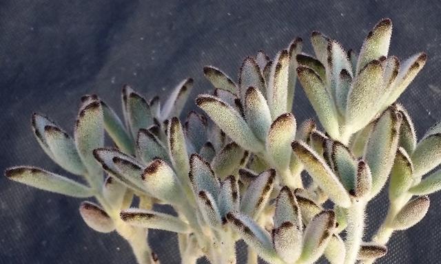 兔耳朵多肉繁殖技巧有哪些？怎样提高成活率？