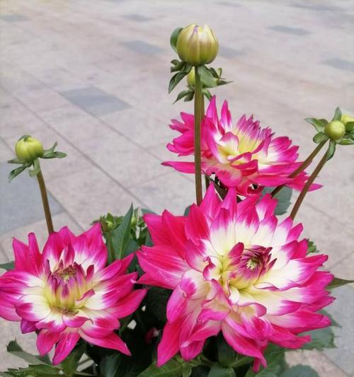春天适合种植哪些花卉？如何照料？