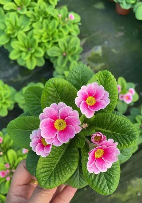春天适合种植哪些花卉？如何照料？