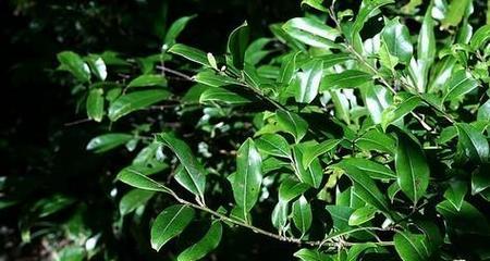 冬青科植物的种类及其特点是什么？