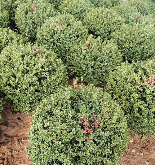 冬青科植物的种类及其特点是什么？