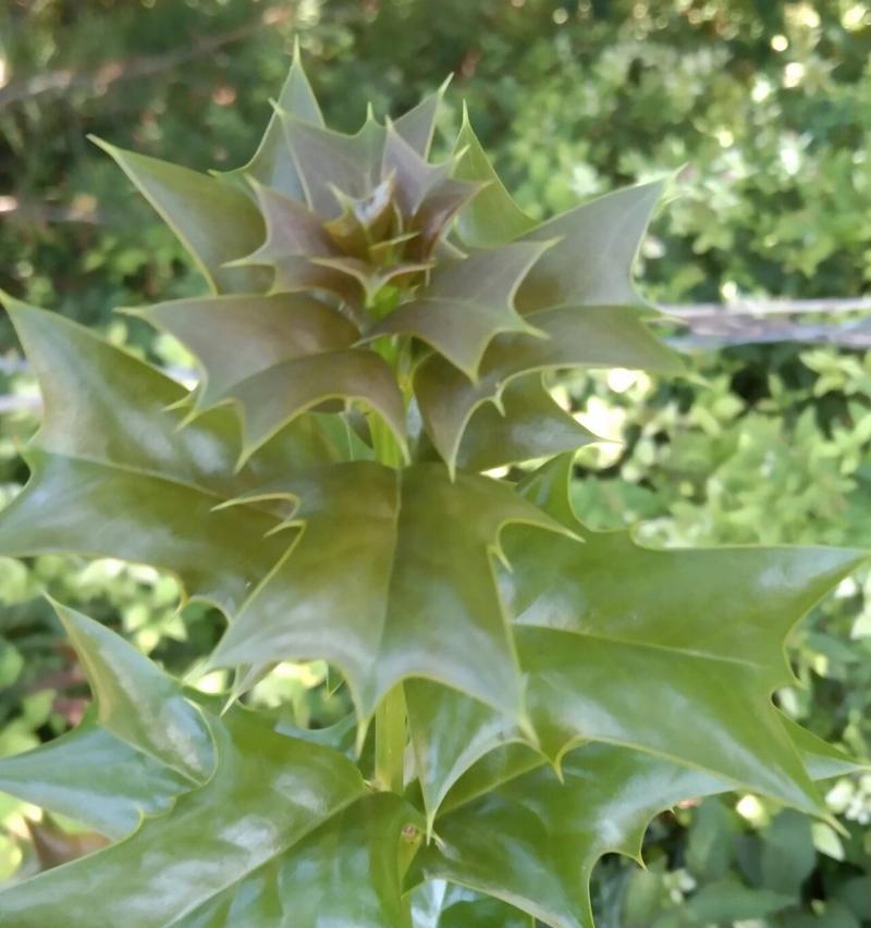 冬青科植物的种类及其特点是什么？