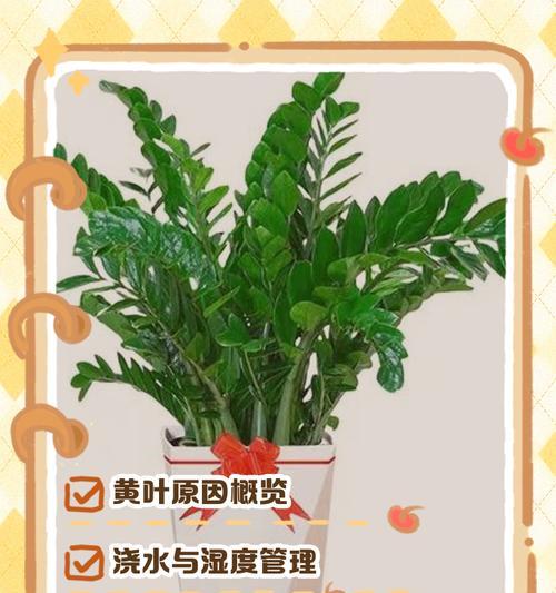 金钱树叶子发黑是什么原因？