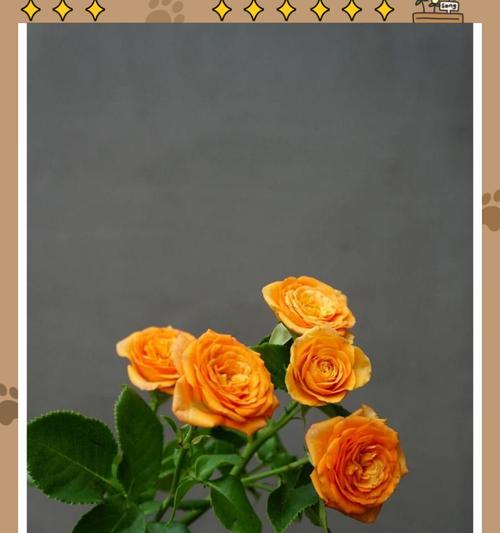 玫瑰花通常在什么时候开花？怎样才能延长花期？