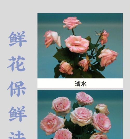 玫瑰花通常在什么时候开花？怎样才能延长花期？