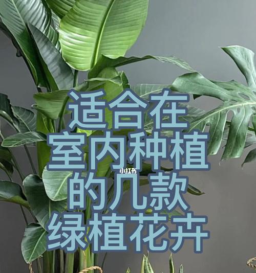 哪些花卉适合在室内种植？