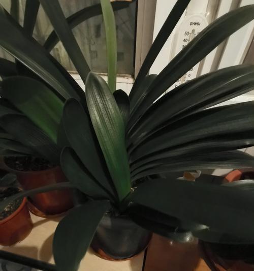 君子兰根部腐烂怎么救？需要更换土壤吗？