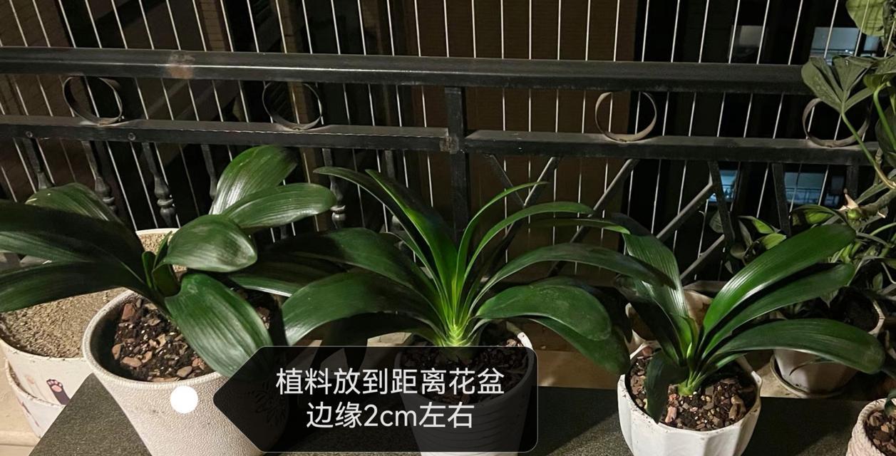 君子兰根部腐烂怎么救？需要更换土壤吗？