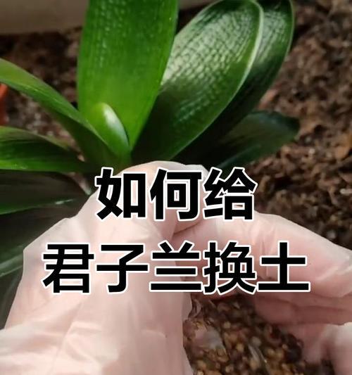 君子兰根部腐烂怎么救？需要更换土壤吗？