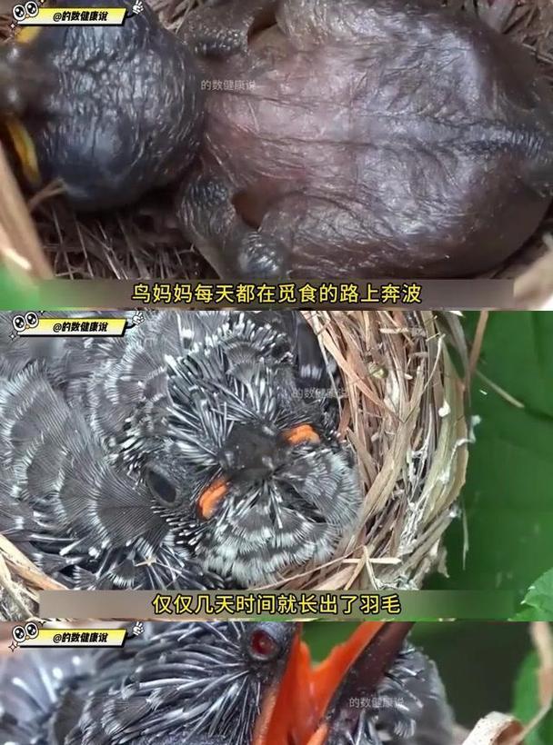杜鹃鸟的饲养方法是什么？如何确保它们的健康？