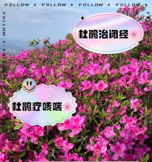 杜鹃鸟的饲养方法是什么？如何确保它们的健康？
