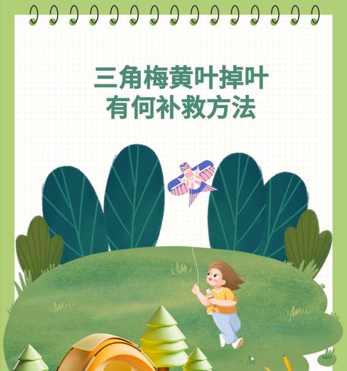 夏季三角梅的浇水技巧是什么？如何避免过度浇水？