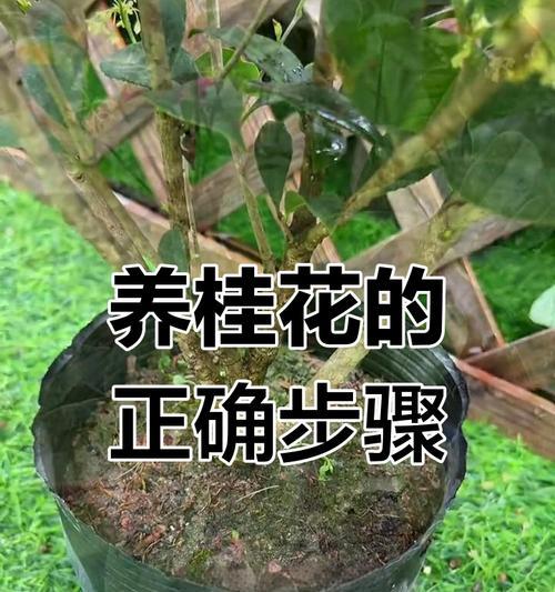 桂花育苗的正确步骤是什么？