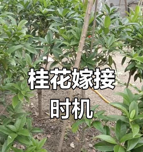 桂花嫁接的最佳方法是什么？