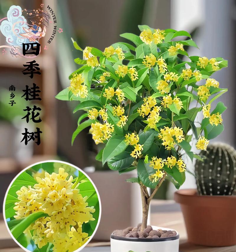 桂花的养殖方法和注意事项是什么？