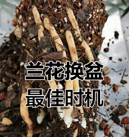兰花分盆的最佳时机是什么时候？分盆后如何护理？