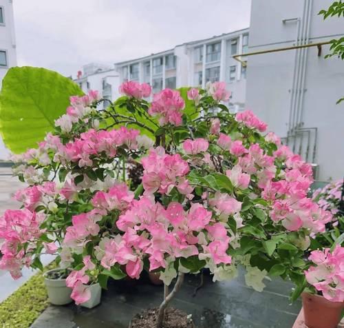 秋季哪些花卉会盛开？如何照料秋季开放的花朵？