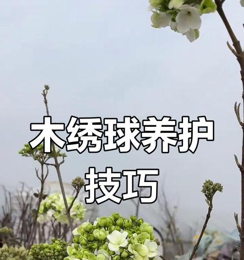 桅子花最佳移栽时间是什么时候？移栽过程中应注意什么？