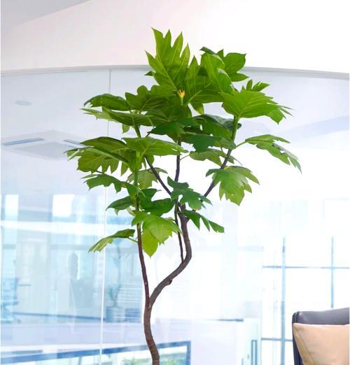 办公室环境适合哪些植物？