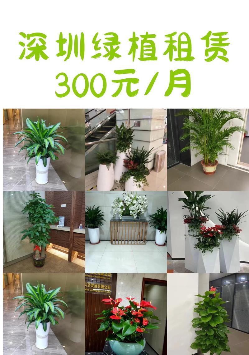 办公室环境适合哪些植物？