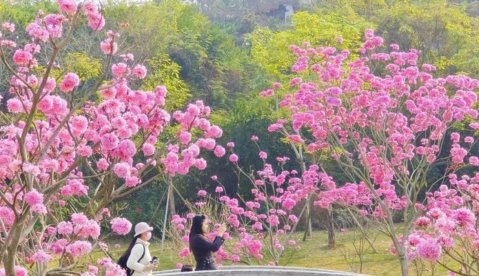 南宁市花有哪些特点？它象征着什么？