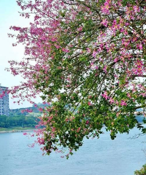 南宁市花有哪些特点？它象征着什么？