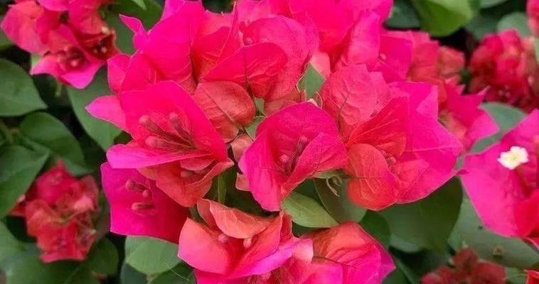 南宁市花有哪些特点？它象征着什么？
