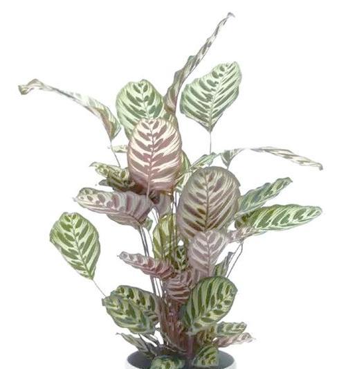 哪些植物适合室内阴暗环境？如何照顾它们？