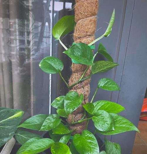 哪些植物适合室内阴暗环境？如何照顾它们？