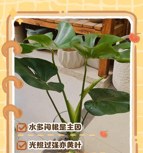 龟背竹浇水过多怎么办？如何抢救过水的龟背竹？