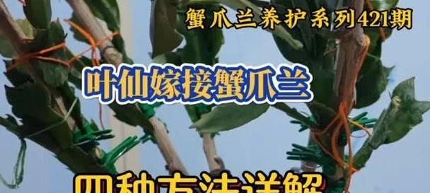 蟹爪兰嫁接的最佳时期和方法是什么？