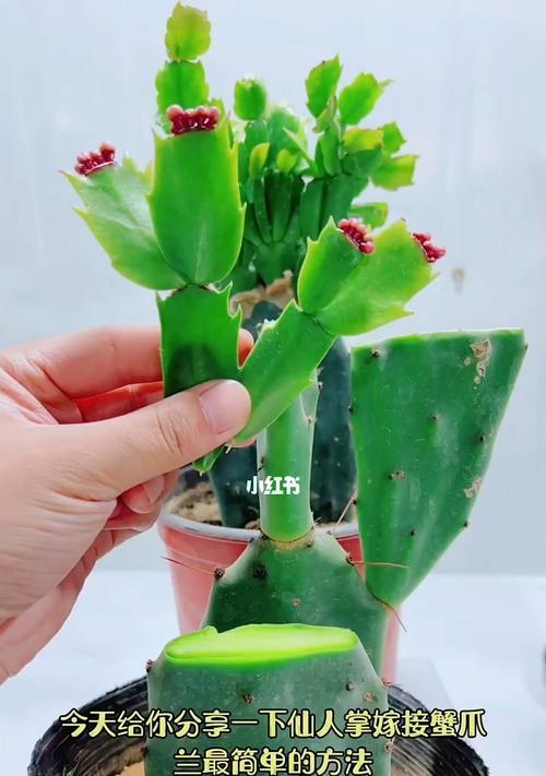 蟹爪兰嫁接的最佳时期和方法是什么？
