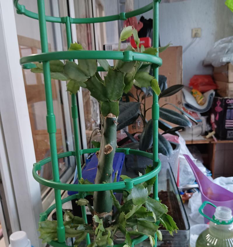 蟹爪兰嫁接的最佳时期和方法是什么？