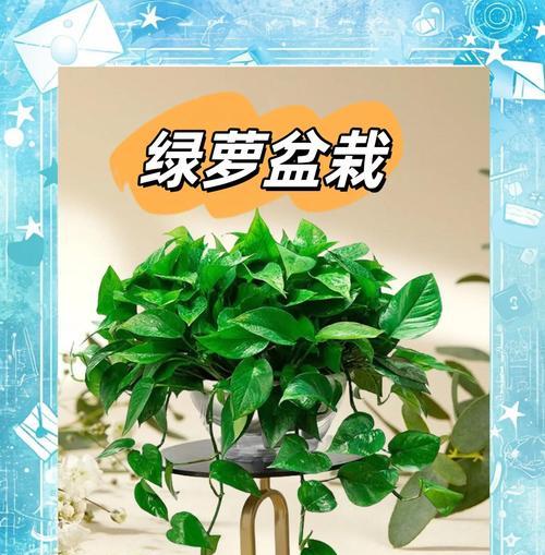 绿萝的养护方法是什么？怎样才能使其茁壮成长？