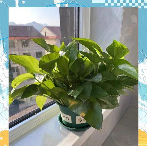 绿萝的养护方法是什么？怎样才能使其茁壮成长？