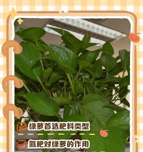 绿萝的养护方法是什么？怎样才能使其茁壮成长？