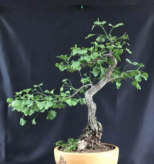 如何培养矮化的银杏树盆景？有哪些技巧？