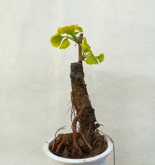 如何培养矮化的银杏树盆景？有哪些技巧？