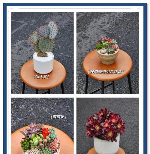 多肉植物的培育技巧有哪些？如何避免多肉植物徒长？
