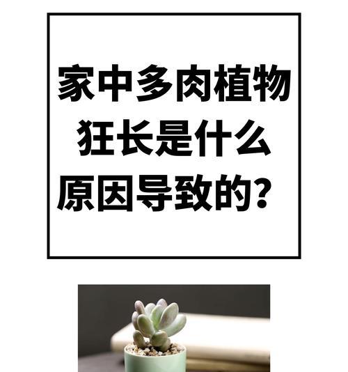 多肉植物的培育技巧有哪些？如何避免多肉植物徒长？